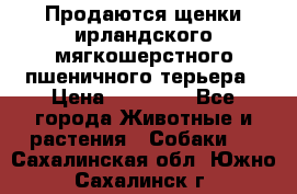 Продаются щенки ирландского мягкошерстного пшеничного терьера › Цена ­ 30 000 - Все города Животные и растения » Собаки   . Сахалинская обл.,Южно-Сахалинск г.